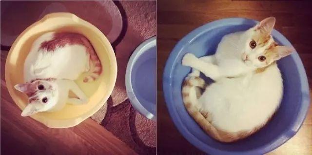 我養的那隻小可愛，一不小心就長大了，沙發也爛了……