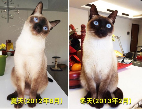暹羅貓的臉一天比一天黑主人都不安了，直到聽了獸醫的話「回到家馬上開空調」