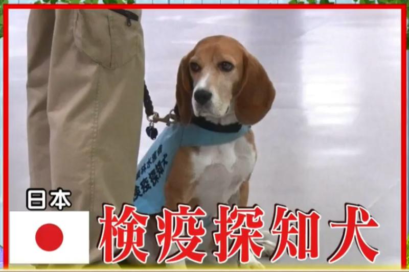 檢疫犬，揭發中國大媽欲偷運肉類入境，大媽灑淚求通融。