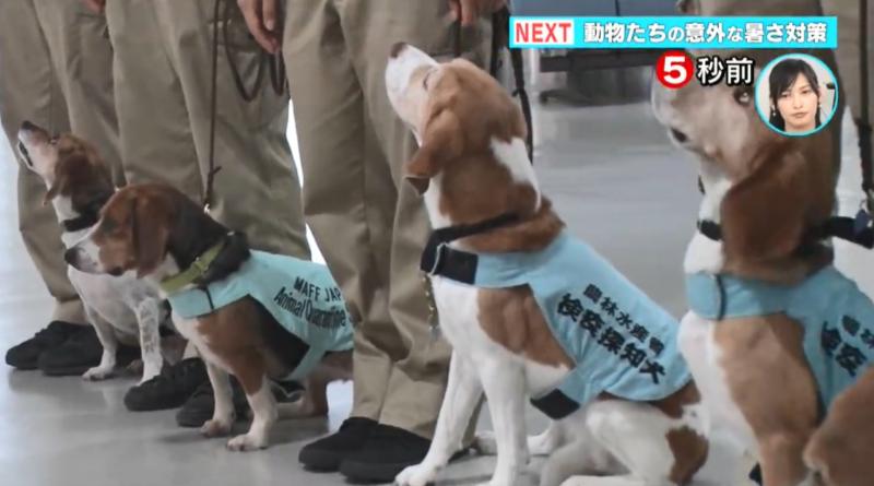 檢疫犬，揭發中國大媽欲偷運肉類入境，大媽灑淚求通融。