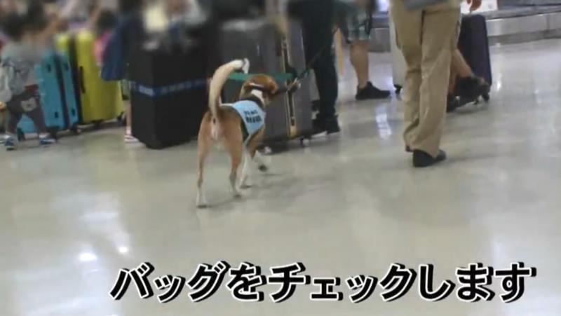檢疫犬，揭發中國大媽欲偷運肉類入境，大媽灑淚求通融。