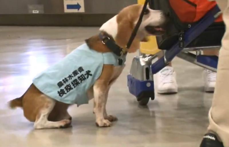 檢疫犬，揭發中國大媽欲偷運肉類入境，大媽灑淚求通融。