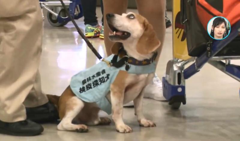 檢疫犬，揭發中國大媽欲偷運肉類入境，大媽灑淚求通融。