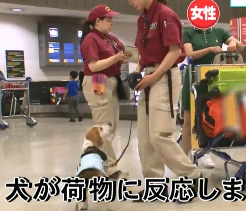 檢疫犬，揭發中國大媽欲偷運肉類入境，大媽灑淚求通融。