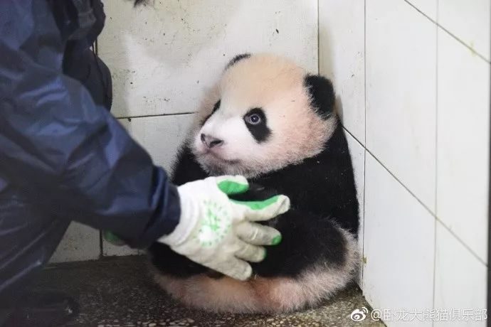 貪玩熊貓寶寶被罰坐角落　它抱腳腳「秒縮成芝麻湯圓」：泥掃好了沒～