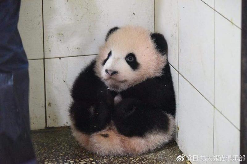 貪玩熊貓寶寶被罰坐角落　它抱腳腳「秒縮成芝麻湯圓」：泥掃好了沒～