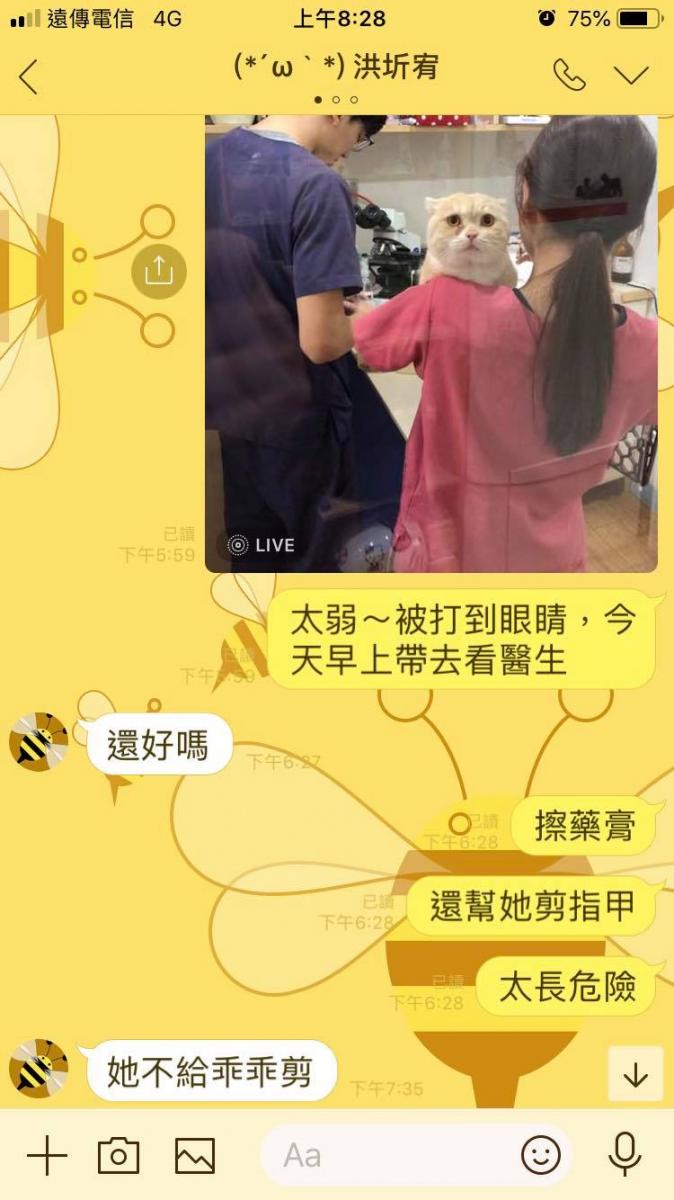 小橘喵「縮耳朵＋委屈臉」鼻要看醫生...緊盯阿公告狀：都是妹妹打我啦！