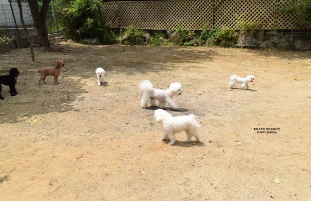 羨慕哭！韓國狗狗幼兒園課程表公開！原來它們上學不止打鬧和睡覺！