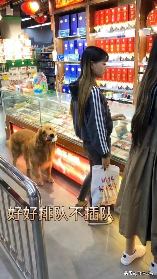 輪到我了嗎～金金買火腿「懂事先排隊」　咬著白紙老闆大笑：來吃免費的！ 