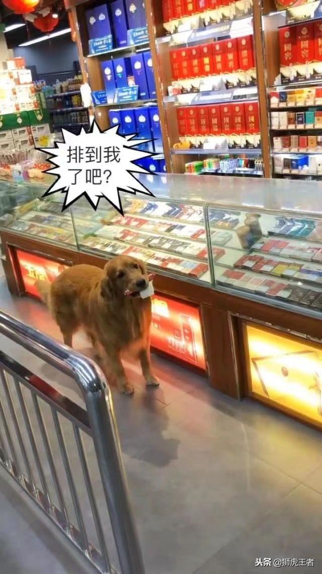 輪到我了嗎～金金買火腿「懂事先排隊」　咬著白紙老闆大笑：來吃免費的！ 