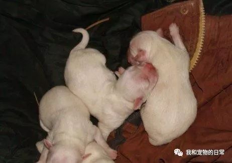 隨手給狗狗一口吃的，沒想到牠竟深夜來敲門，開門一看爸媽嚇壞：快把狗狗領進來！