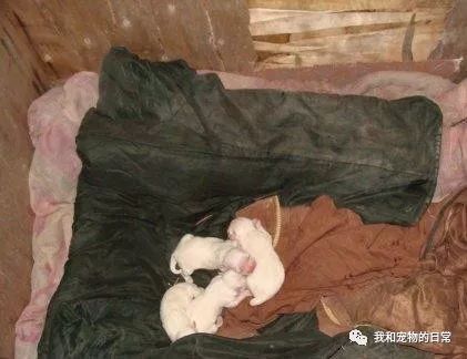 隨手給狗狗一口吃的，沒想到牠竟深夜來敲門，開門一看爸媽嚇壞：快把狗狗領進來！