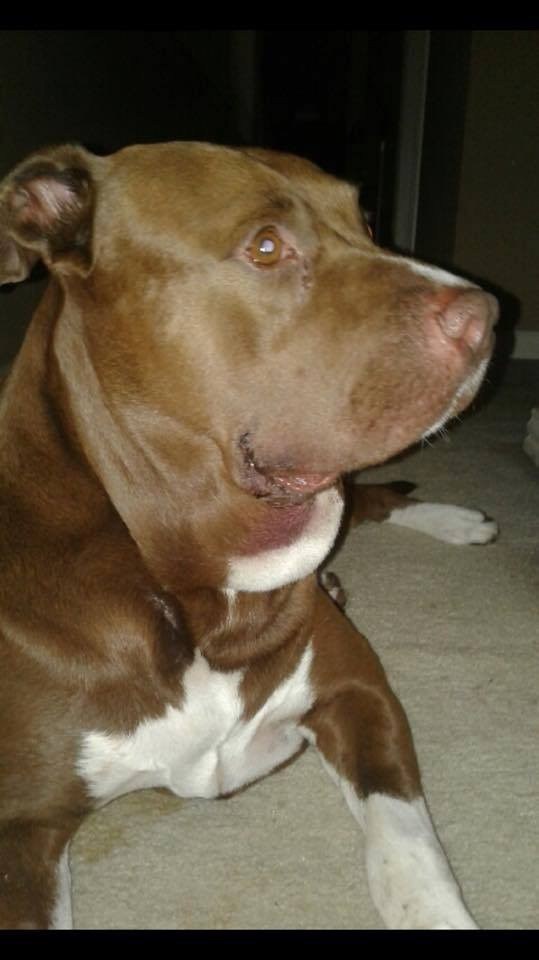 沒牽繩的比特犬「突然撲向小男孩」　下秒才發現它功勞超大！
