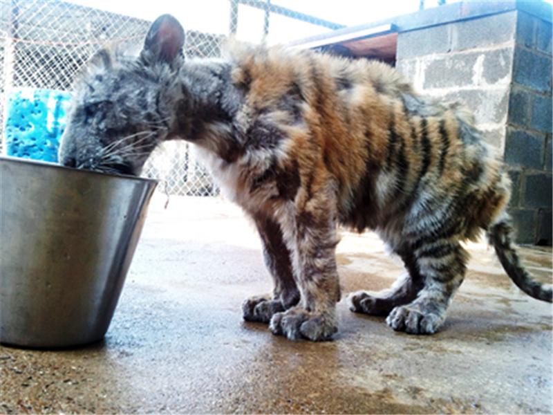 小老虎被動物園虐待導致全身潰爛，被解救後不少人為此心疼