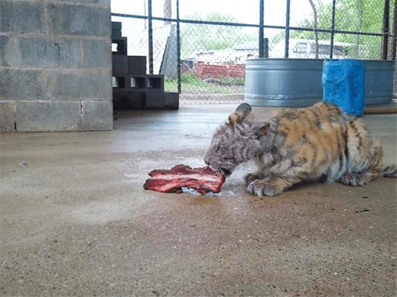 小老虎被動物園虐待導致全身潰爛，被解救後不少人為此心疼