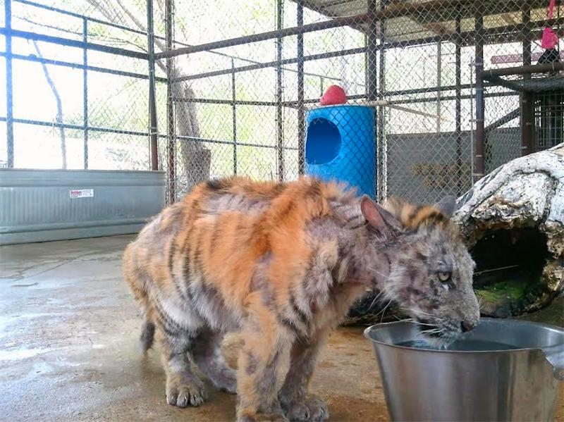 小老虎被動物園虐待導致全身潰爛，被解救後不少人為此心疼