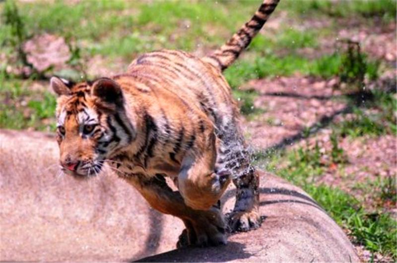 小老虎被動物園虐待導致全身潰爛，被解救後不少人為此心疼