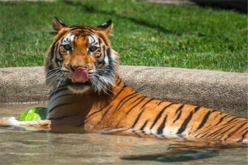 小老虎被動物園虐待導致全身潰爛，被解救後不少人為此心疼