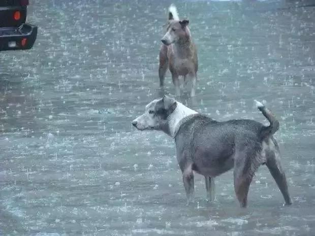 流浪狗母親請求路人幫助，只因雨後幼犬受難，路人暖心為其建新家