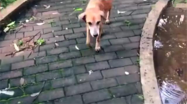 流浪狗母親請求路人幫助，只因雨後幼犬受難，路人暖心為其建新家
