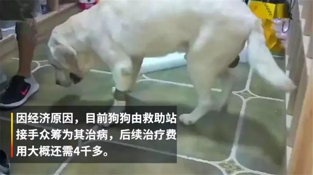 年老拉布拉多癱瘓後被棄路邊，暖心情侶為它治療，並願給它養老！