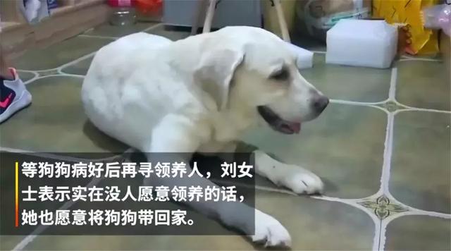 年老拉布拉多癱瘓後被棄路邊，暖心情侶為它治療，並願給它養老！