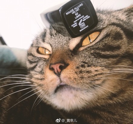 客戶說要拍得「高級」一點！他突發奇想「搬出真皮草」網笑噴：這款超貴的