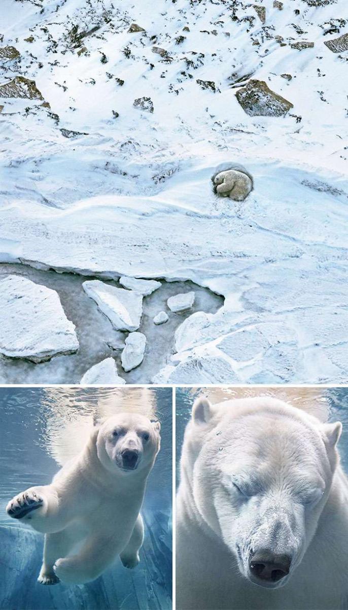 30張「動物遺照」讓大家都心碎　攝影師用2年時間拍完「以後可能拍不到了」