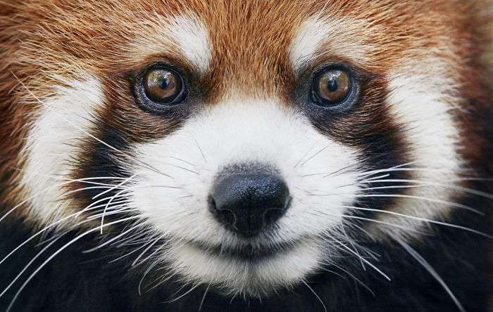 30張「動物遺照」讓大家都心碎　攝影師用2年時間拍完「以後可能拍不到了」