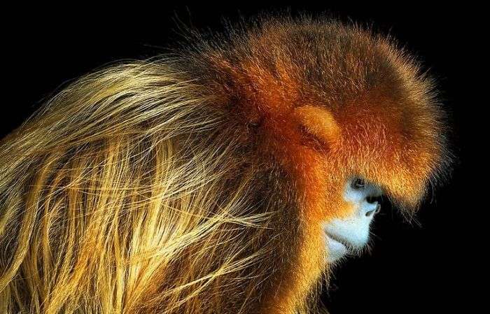 30張「動物遺照」讓大家都心碎　攝影師用2年時間拍完「以後可能拍不到了」