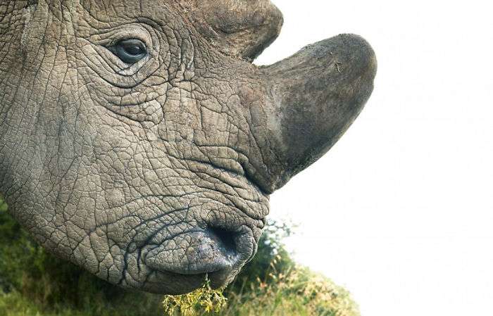 30張「動物遺照」讓大家都心碎　攝影師用2年時間拍完「以後可能拍不到了」