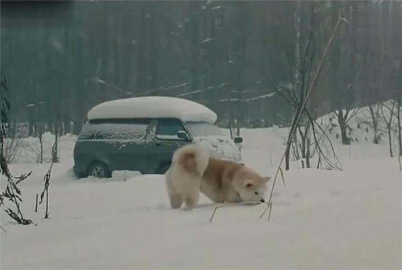 忠犬不知道主人已離開世界，每天去街道撿食物送給主人，感動哭了！