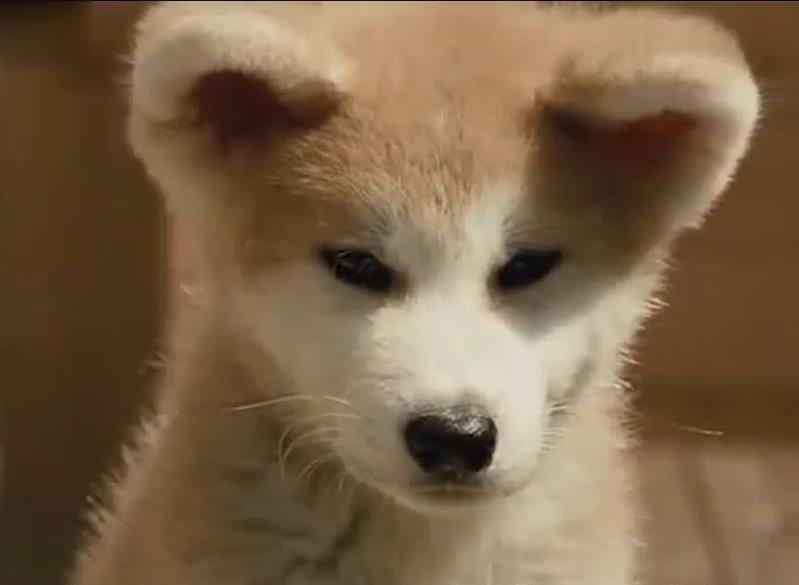 忠犬不知道主人已離開世界，每天去街道撿食物送給主人，感動哭了！