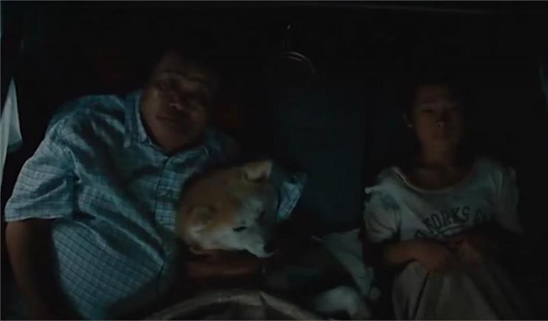 忠犬不知道主人已離開世界，每天去街道撿食物送給主人，感動哭了！