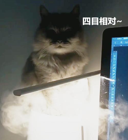 尋找貓咪10分鐘無果，一個無意間的抬頭，那種感覺有點奇怪