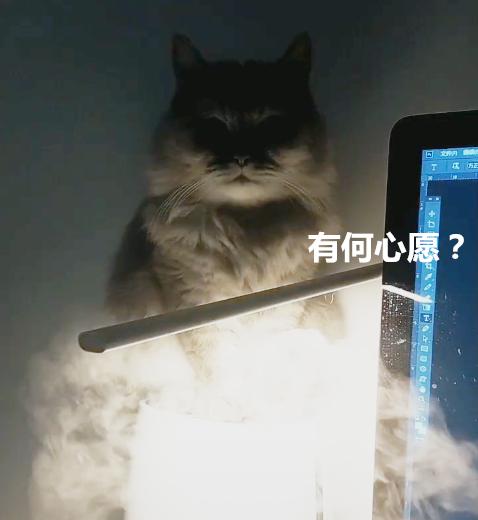 尋找貓咪10分鐘無果，一個無意間的抬頭，那種感覺有點奇怪