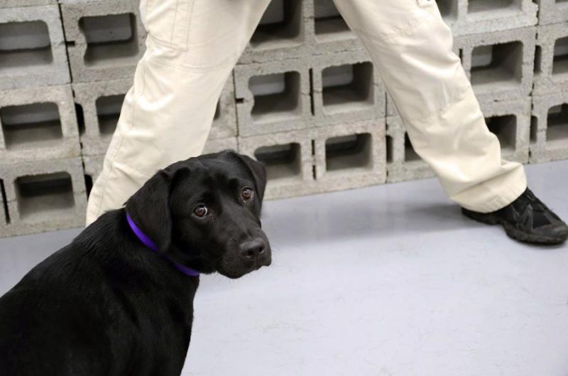 黑色拉拉「被CIA開除」改當寵物犬　理由：比起工作它更喜歡玩