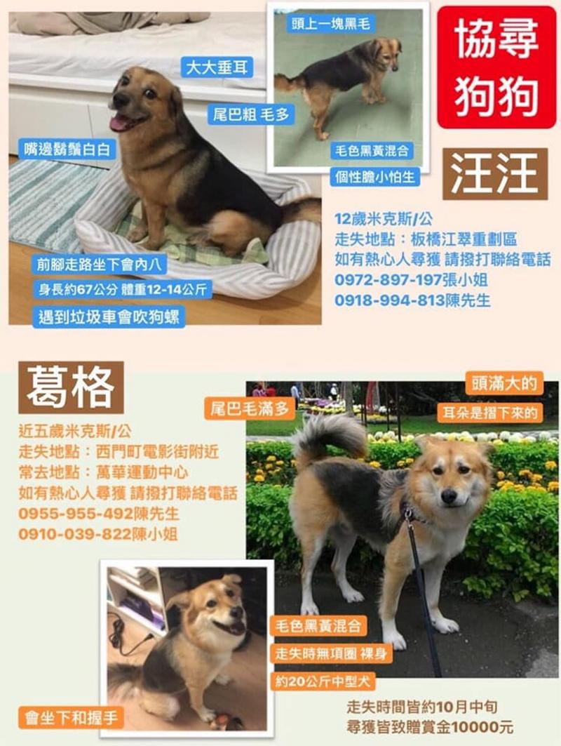 婆婆尋走失狗狗57天　凌晨登山再次撲空　跪下淚崩：好想你