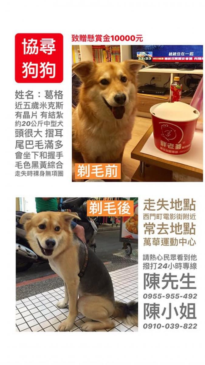 婆婆尋走失狗狗57天　凌晨登山再次撲空　跪下淚崩：好想你