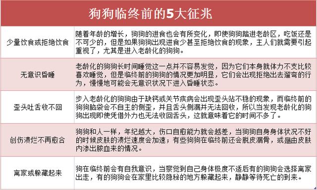 狗狗死前為什麼離家？真的是好狗不死家中嗎？