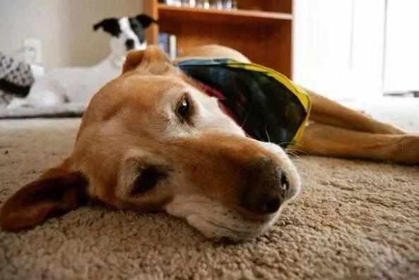 狗狗死前為什麼離家？真的是好狗不死家中嗎？
