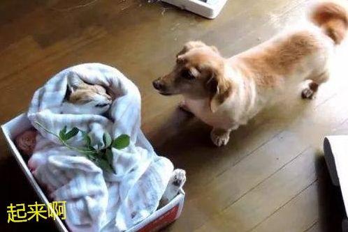 貓咪老死，主人放進盒子準備送去火化，狗狗急得原地打轉