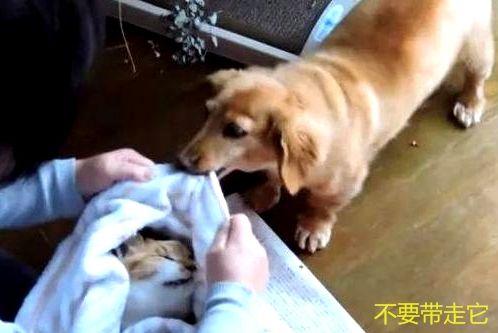 貓咪老死，主人放進盒子準備送去火化，狗狗急得原地打轉