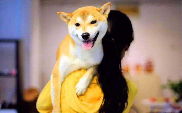 女生線上購買柴犬，事後曝光商家寄來土狗，還哄她說有柴犬血統
