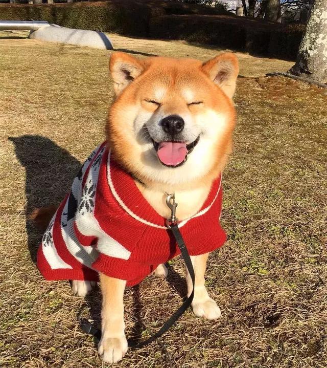 女生線上購買柴犬，事後曝光商家寄來土狗，還哄她說有柴犬血統