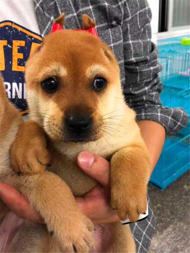 女生線上購買柴犬，事後曝光商家寄來土狗，還哄她說有柴犬血統