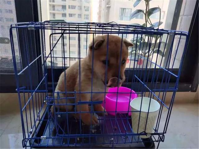 女生線上購買柴犬，事後曝光商家寄來土狗，還哄她說有柴犬血統