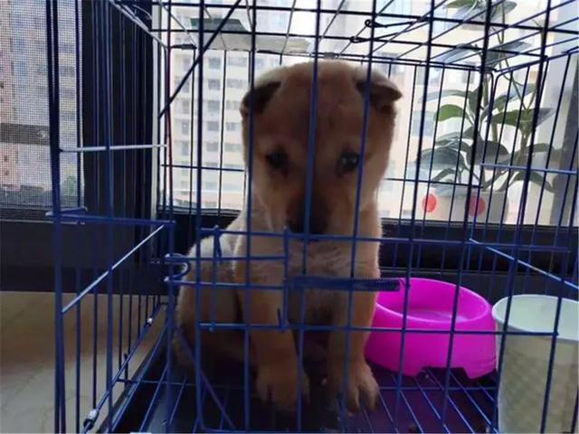 女生線上購買柴犬，事後曝光商家寄來土狗，還哄她說有柴犬血統