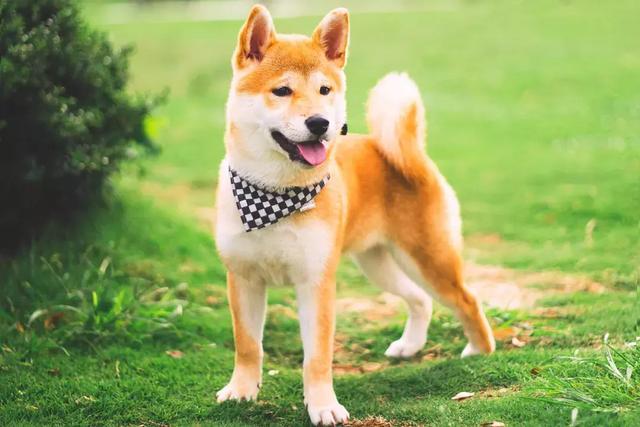 女生線上購買柴犬，事後曝光商家寄來土狗，還哄她說有柴犬血統