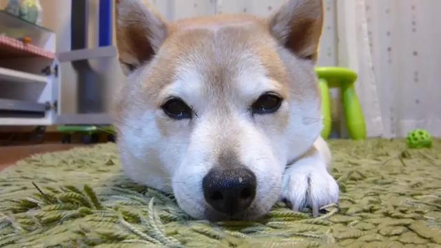 女生線上購買柴犬，事後曝光商家寄來土狗，還哄她說有柴犬血統